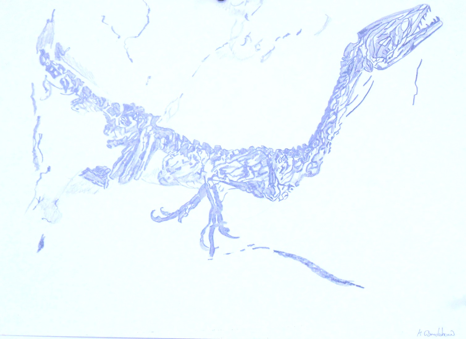 Fossil of a Raptor image