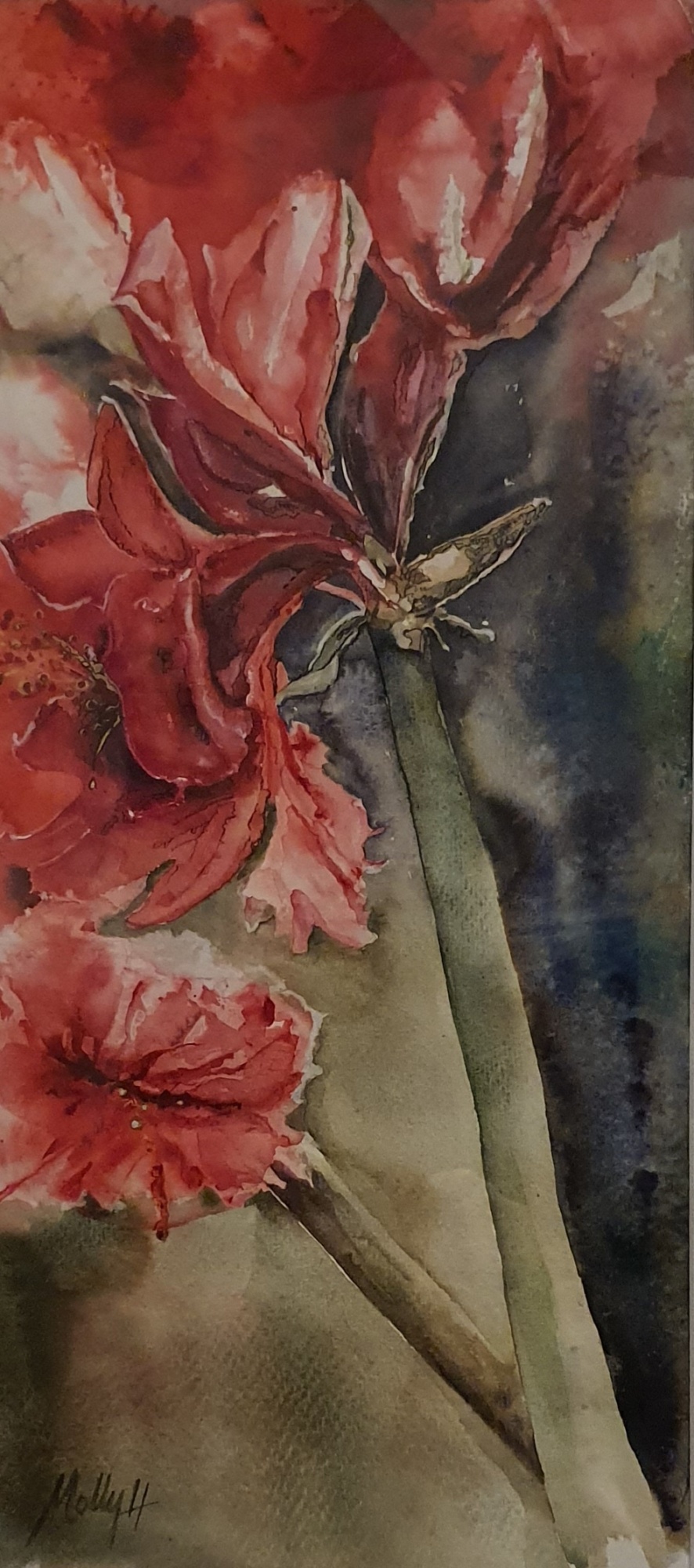 Amaryllis image