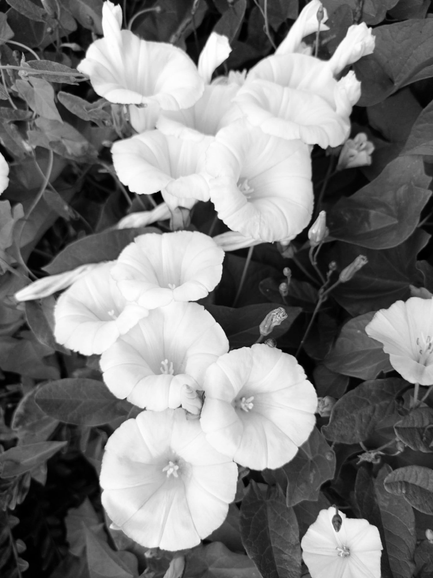 Convolvulus image