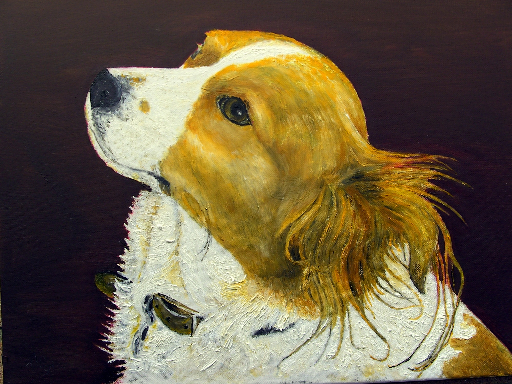 Spaniel image