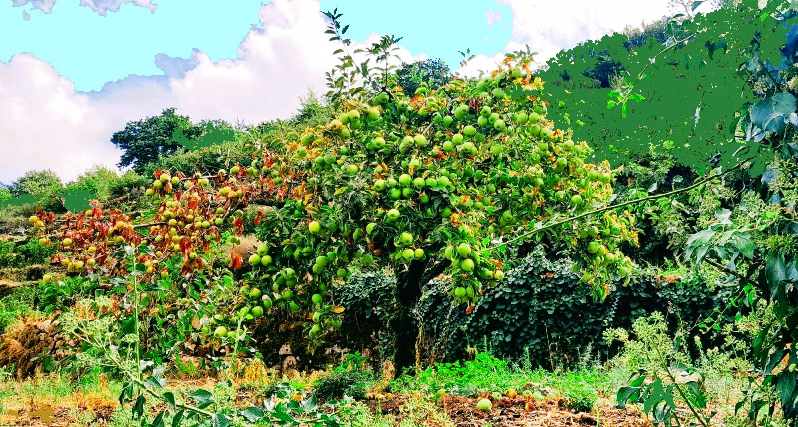 Little green apples image
