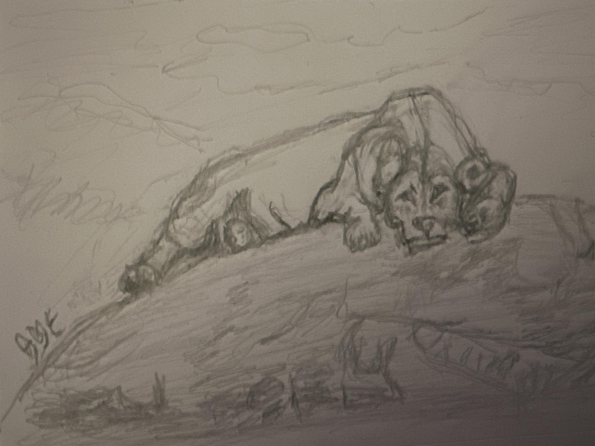 Lioness image