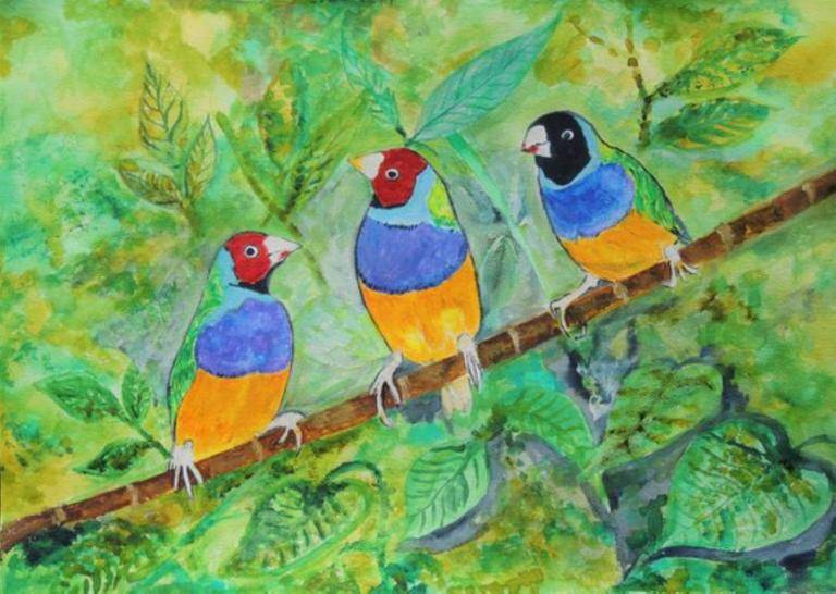Gouldian Finches  image
