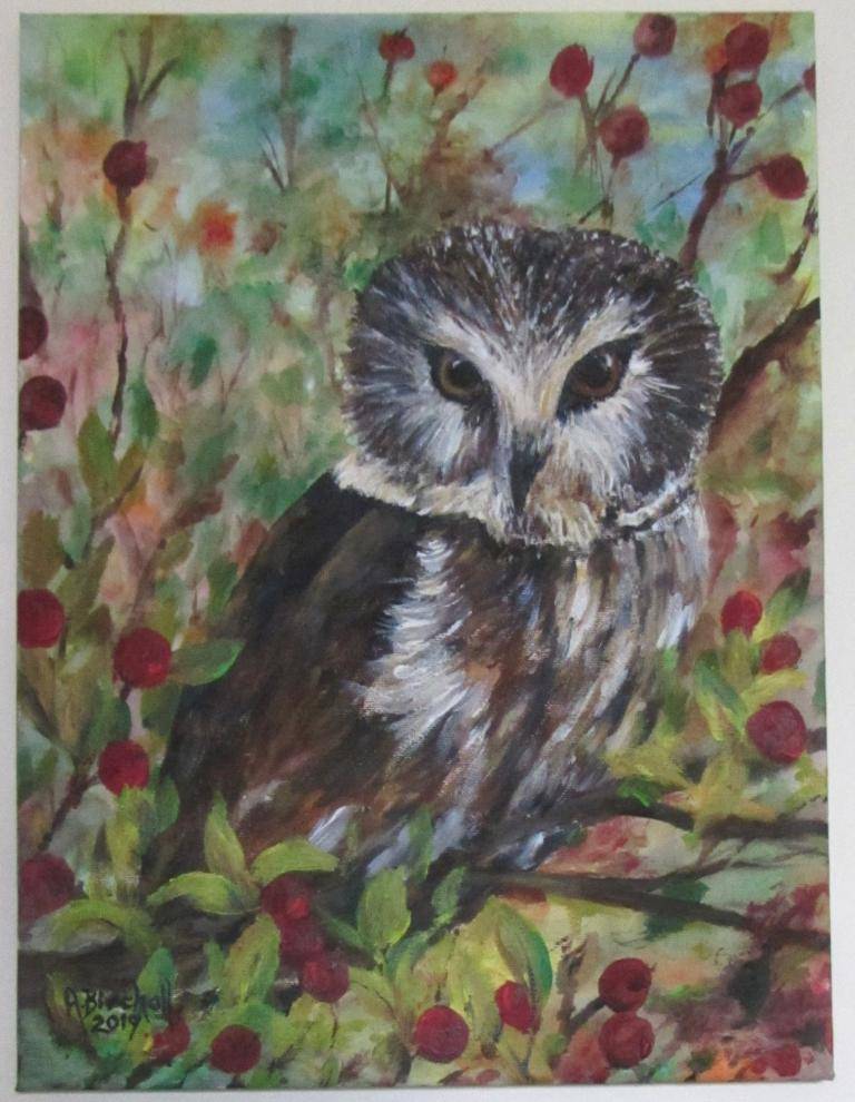 Norris, the Northern Saw Whet Owl image