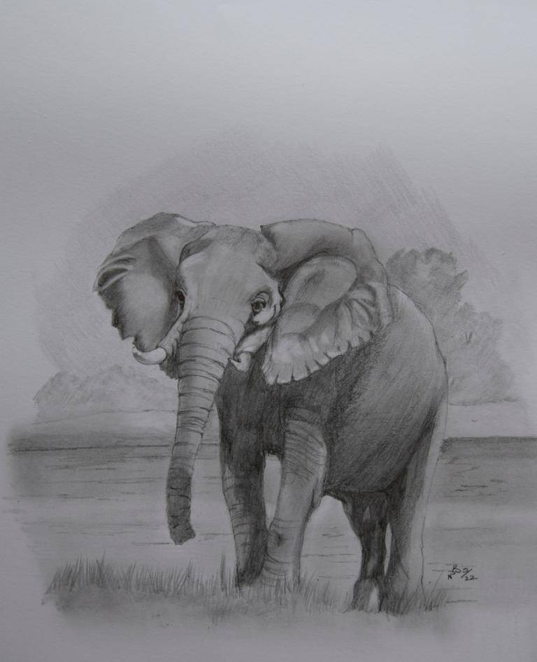 African Elephant image