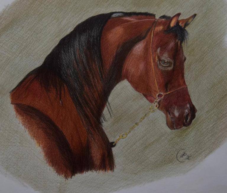 Arabian Stallion with Brass Chain image