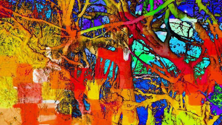 TANGLEWOOD  image