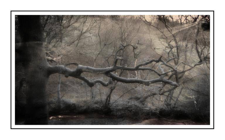 GOTHWOOD image