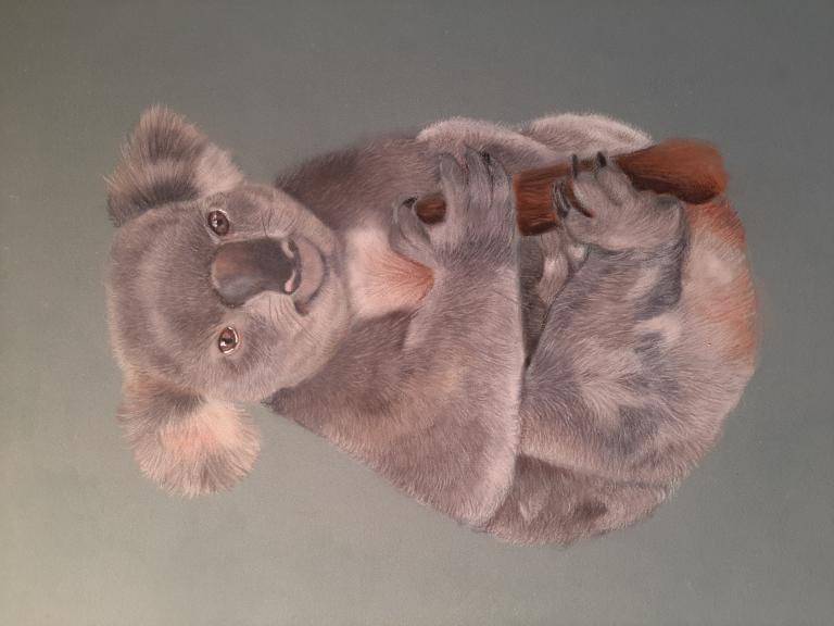 Koala image