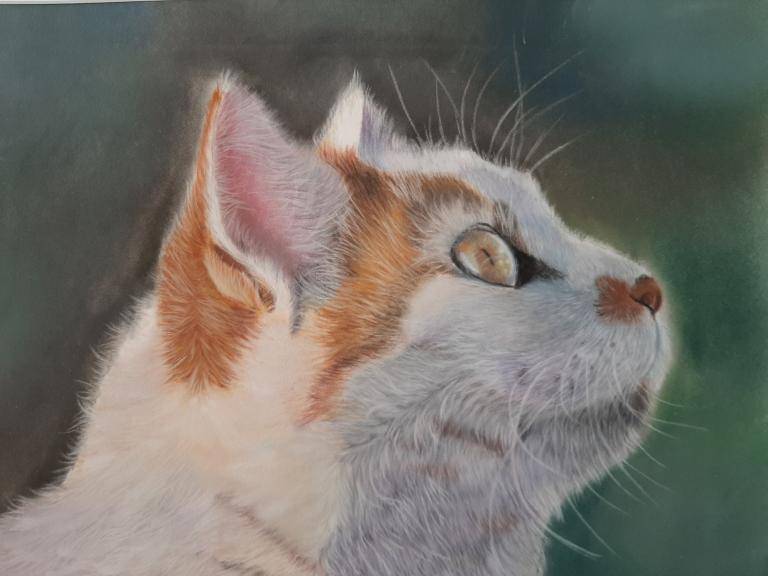 Witte kat image
