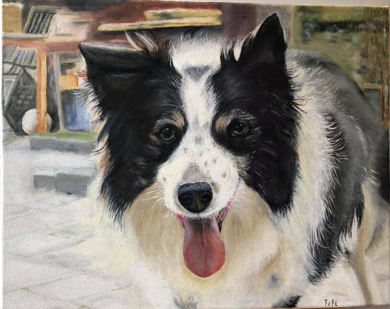 Taco, bordercollie image