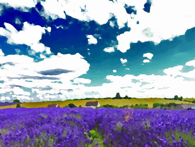 Lavender Fields image