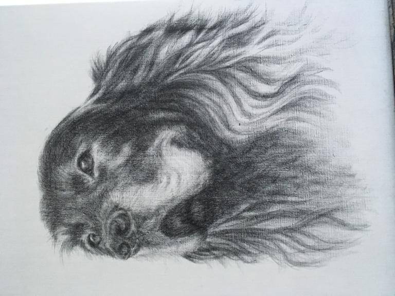 Ierse setter image