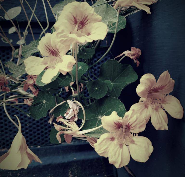 Tropaeolum image