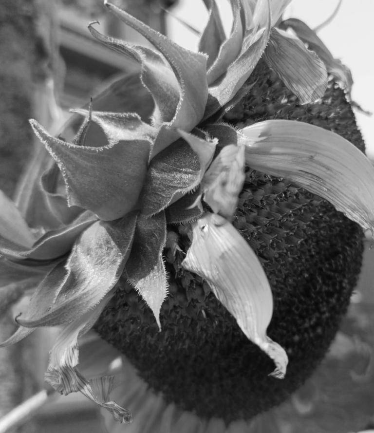 Zonnebloem image