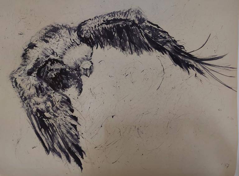 Roofvogel image