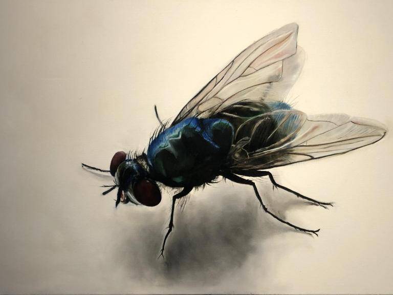 that's a big fly image