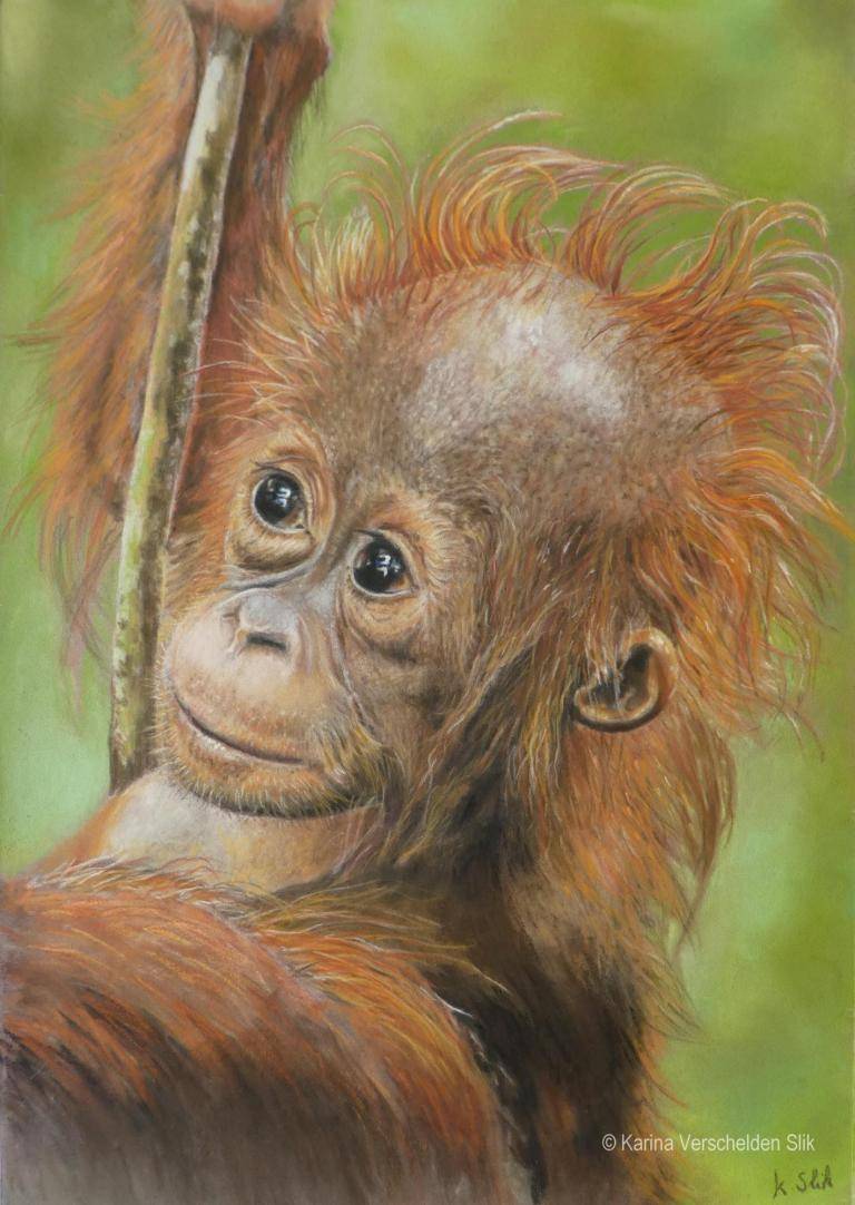 Young Orangutan image