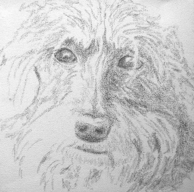 Ruwhaar Teckel Friso  image