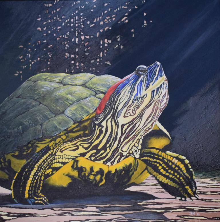 Schildpad in slow motion image
