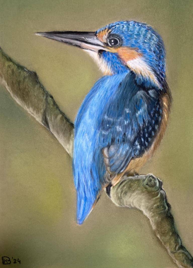 Ijsvogel image